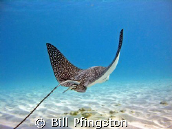 Ray over sand in shallow water by Bill Pfingston 